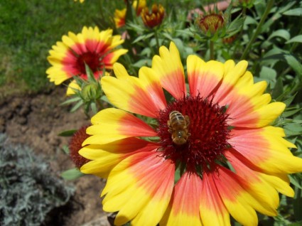 flores de verano de abeja de flor