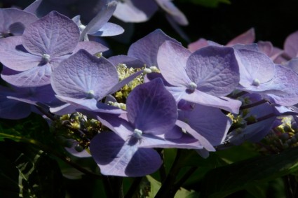 Ortensia a fiore blu