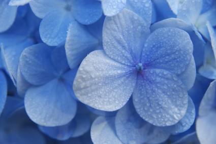 bunga biru Madagaskar