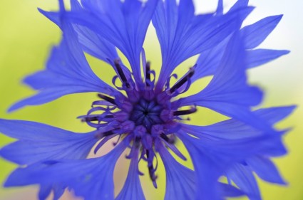 Hoa màu xanh tím thiên nhiên