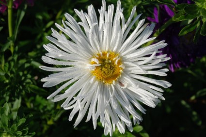 bouquet bunga putih daun alam