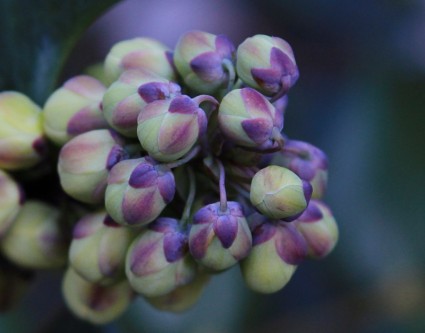 boutons floraux fleurs de Mahonia Sainte hiver