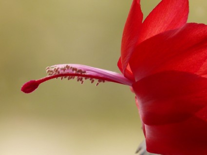 Hoa cây xương rồng đỏ