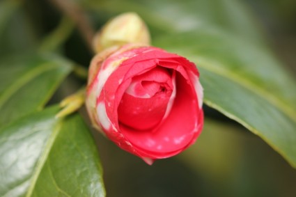 Flower Camellia Spring