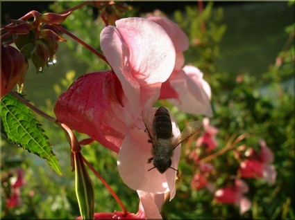 abeille étroite fleur