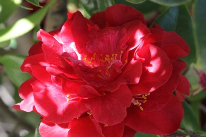 closeup bunga merah
