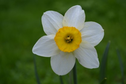 dafodill весенний цветок