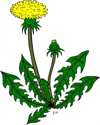 çiçek karahindiba küçük resim
