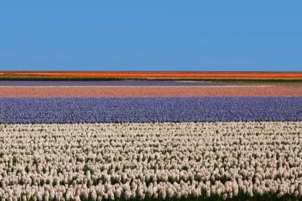 Flower Field In Holland