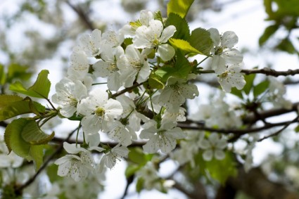 cerisier fleurs fleur