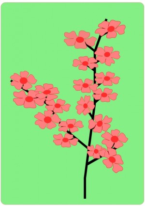 цветок цветы сакуры