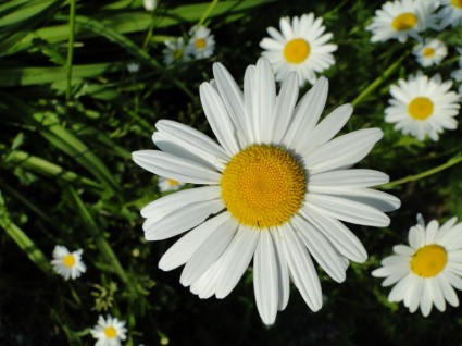 白花鲜花
