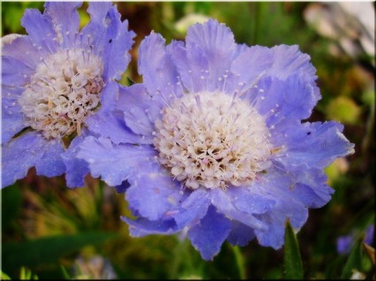 Blumengarten blau Sommer