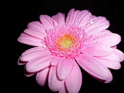flor gerbera rosa