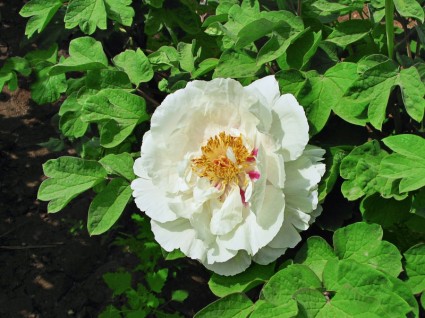 أوراق خضراء زهرة زهرة بيضاء
