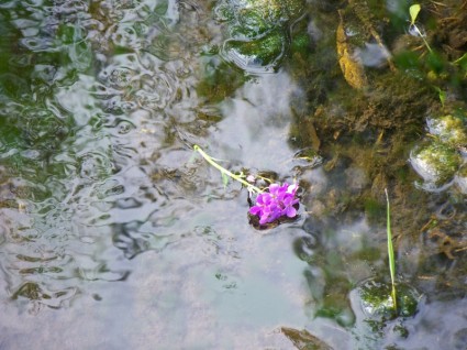 Hoa trong nước dòng