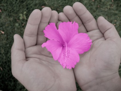 цветок в руках