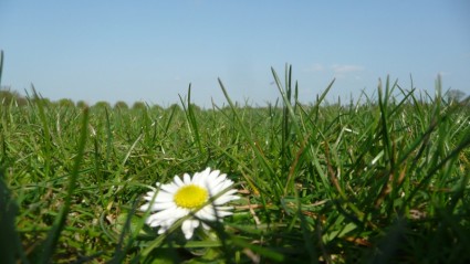 fiore nell'erba