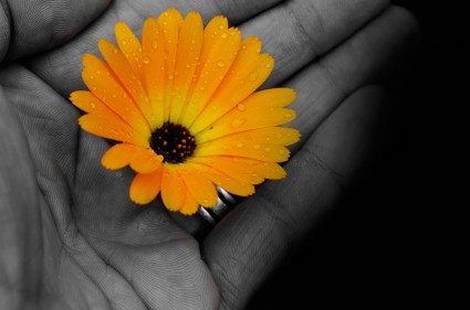 bunga di tangan