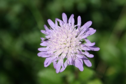 bunga serangga alam