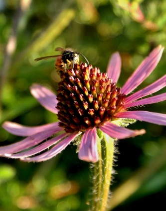 abeja de flor natural
