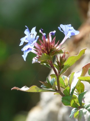kwiat natura roślina
