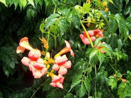 꽃 자연 식물