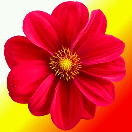 花卉自然红