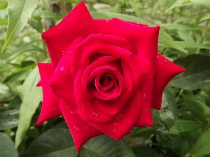 flor roja de la naturaleza