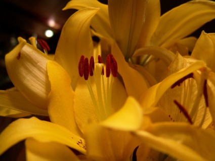 nature de fleur jaune