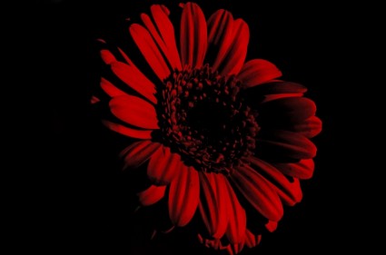 Blume auf dem schwarzen Hintergrund