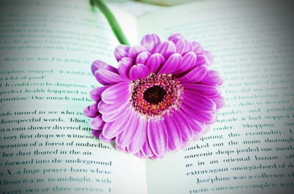 Blume auf das Buch