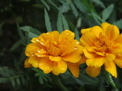 flor laranja gota