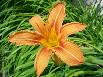 jardin de la fleur orange