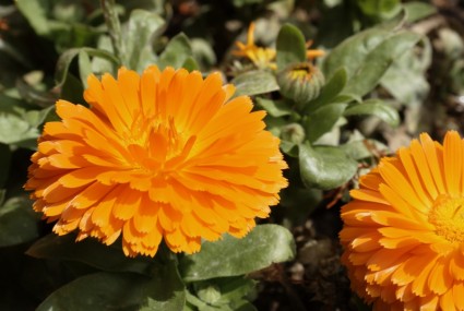 vườn hoa màu da cam