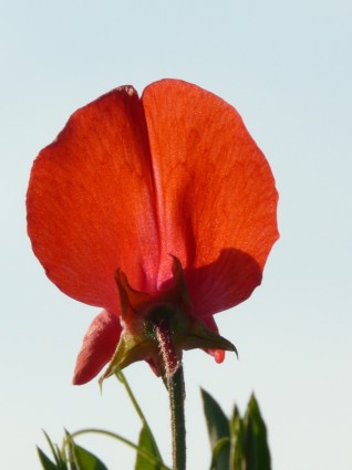 цветок Оранжевый Вика
