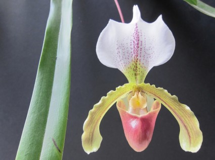 цветок орхидеи природа