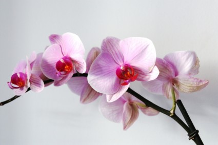 orchidée fleur rose