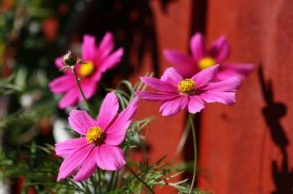 粉紅色的花卉植物
