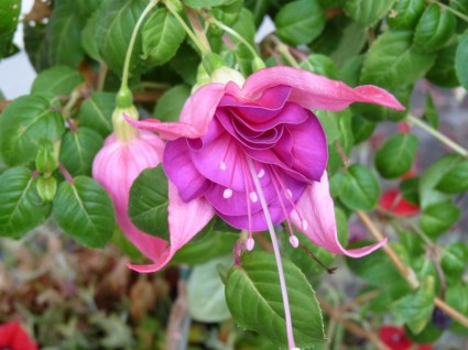 розовый цветочный сад