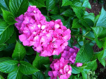 粉红色的花卉园