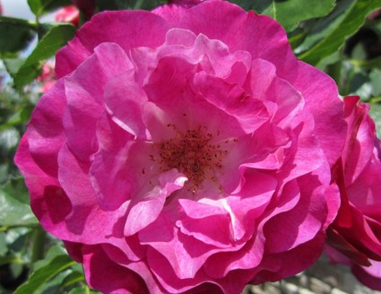 Blumengarten Rosa