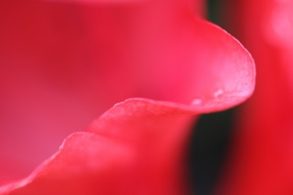 planta de flor-de-rosa