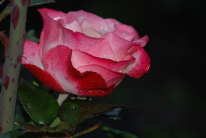 花卉粉紅玫瑰