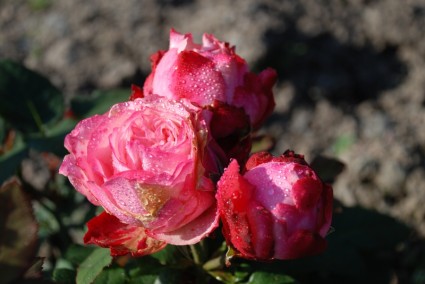 Hoa hồng màu hồng hoa