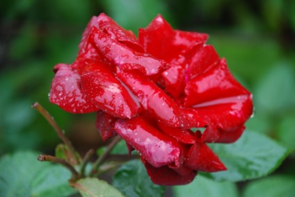 fleur rose rose