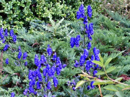 花植物の青
