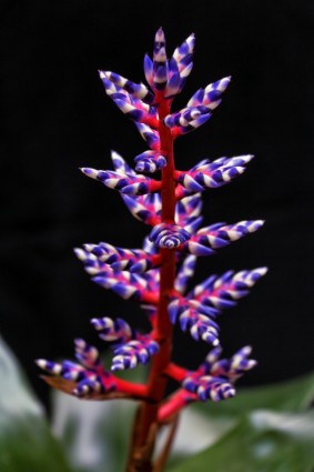 Bromelia de planta de flor