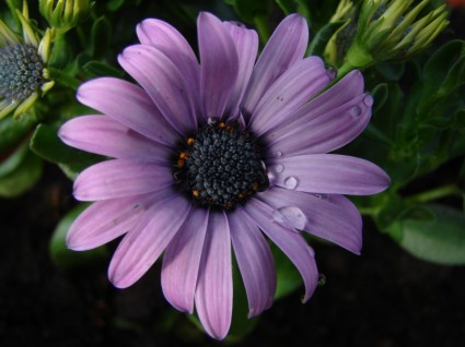 花紫色的花夏季花卉
