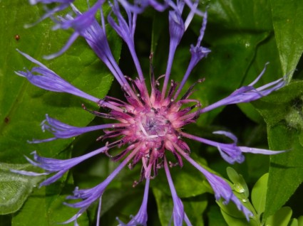 jardín de flores púrpura